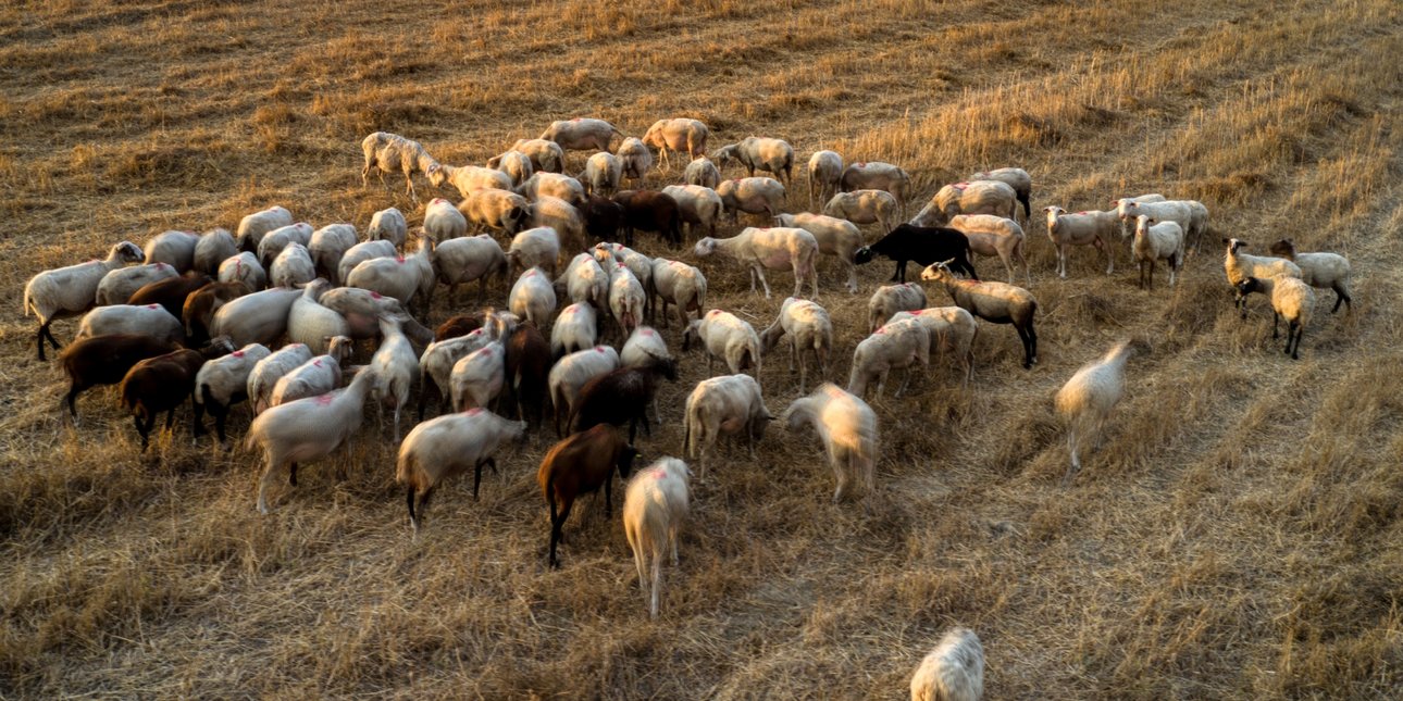 Αποζημιώσεις 3,6 εκατ. ευρώ σε 226 κτηνοτρόφους για την ευλογιά των αιγοπροβάτων
