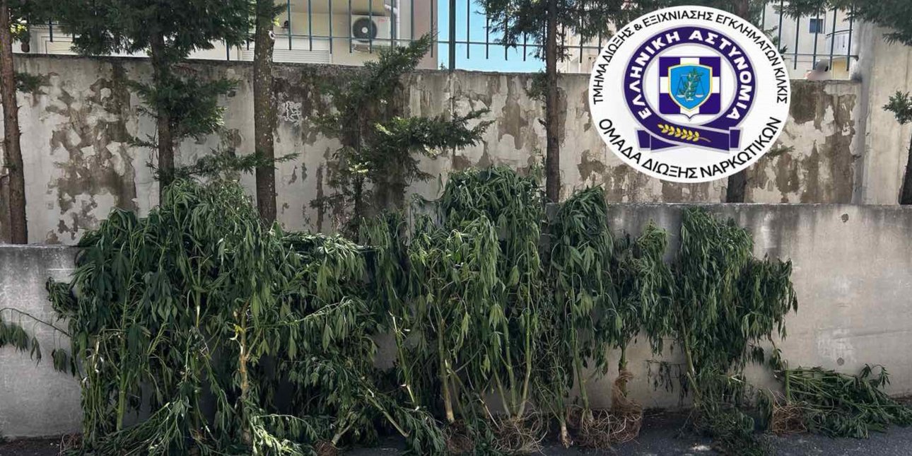 Συνελήφθη άνδρας στη Θεσσαλονίκη για καλλιέργεια κάνναβης