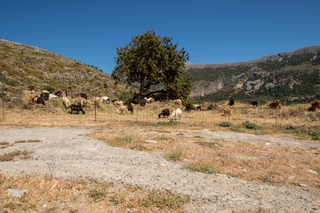 Τραγωδία στη Λέσβο: Κτηνοτρόφος πέθανε μετά τη θανάτωση του κοπαδιού του