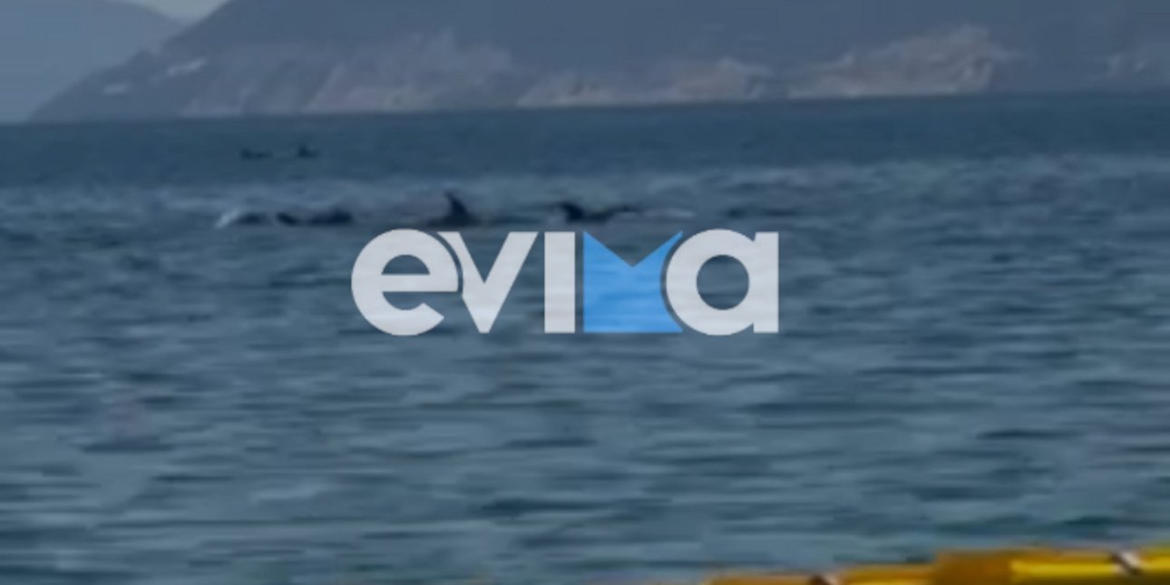 Μαγευτική συνάντηση: Φώκια και δελφίνια κάνουν βόλτα στον Ευβοϊκό